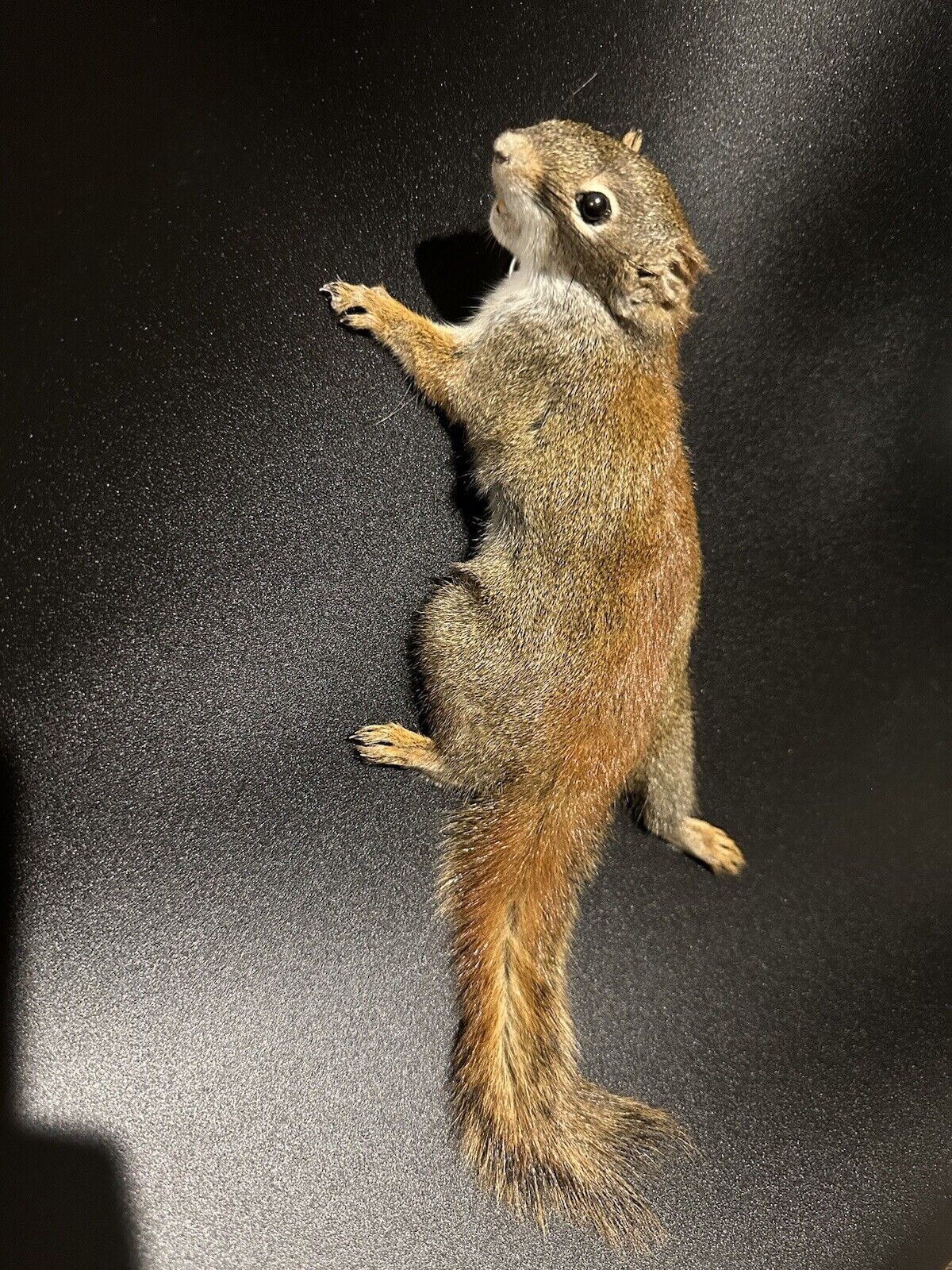 Beautiful Adorable Red Squirrel Small Animal Taxidermy Mount Art Wildlife 27S