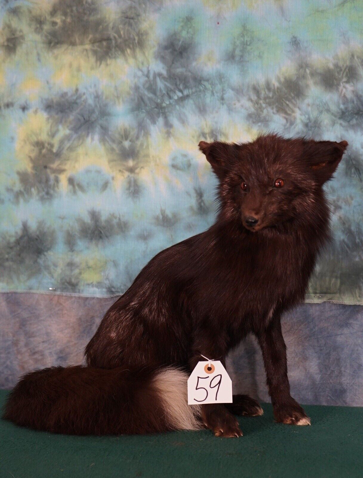 Beautiful Artic Dark Silver Fox Taxidermy Life Size Mount full body fluffy real