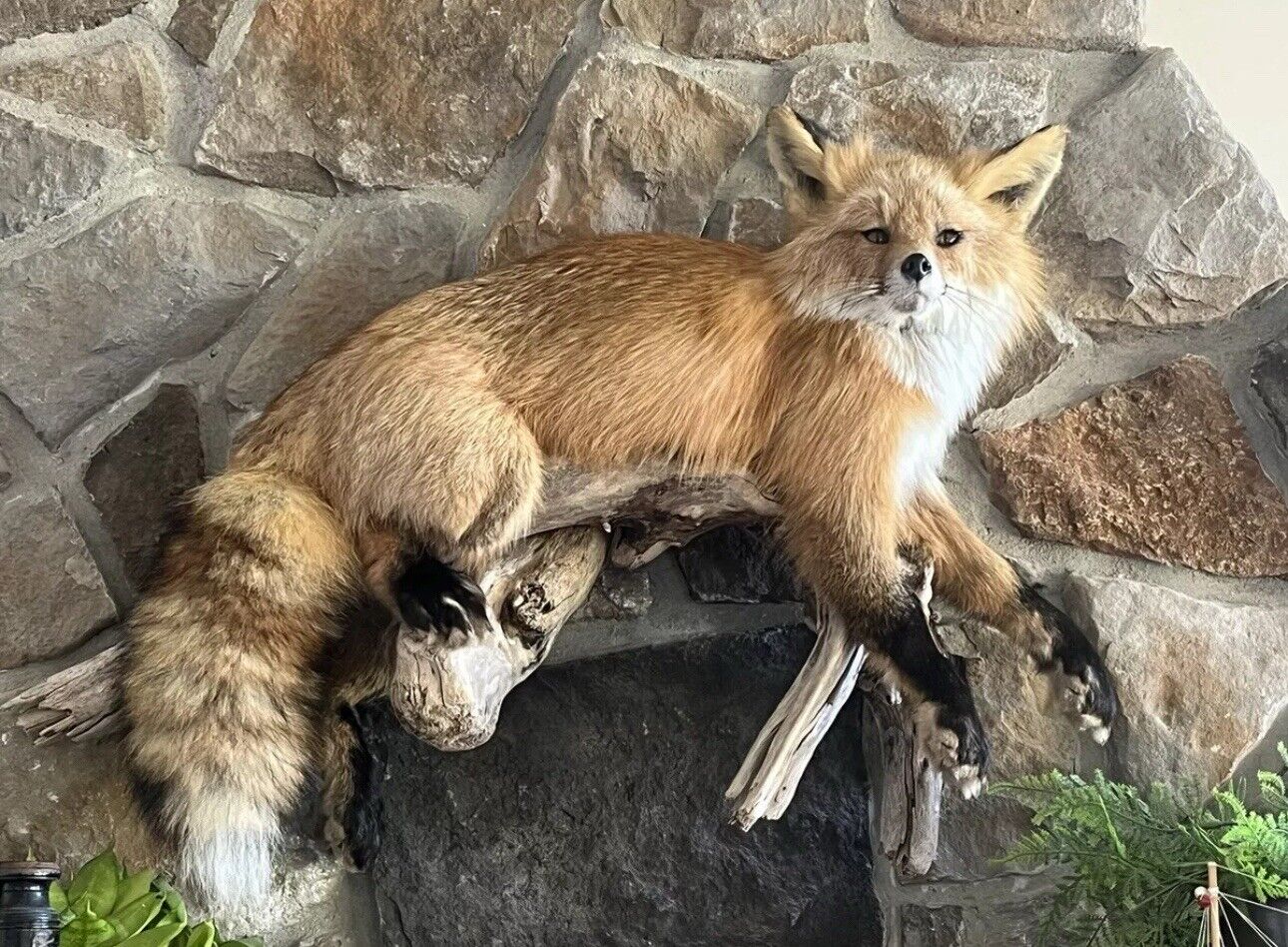 Red Fox Taxidermy Full Body Mount Cabin Camp Man Cave Home Office Den Decor NEW!