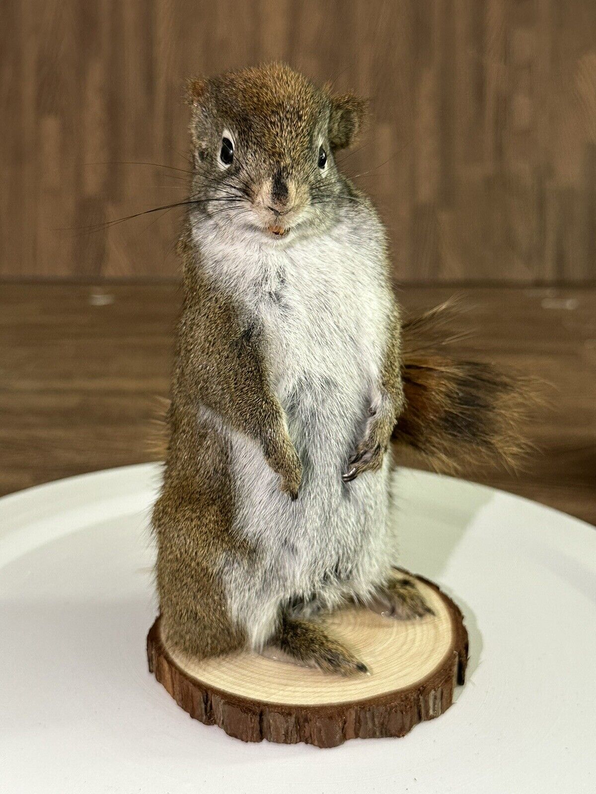 Beautiful Adorable Red Squirrel Small Animal Taxidermy Mount Art Wildlife 14S