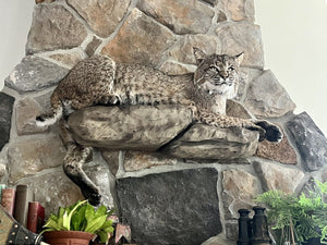 Bobcat Taxidermy Full Body Mount Cabin Camp Man Cave Home Office Den Decor NEW!