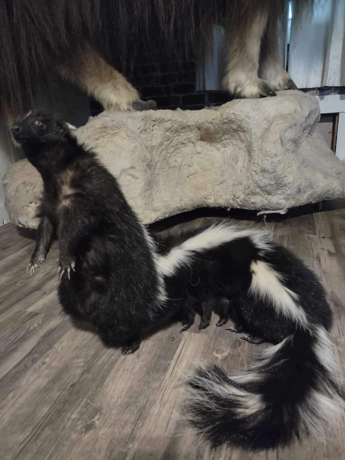 Large Skunkpede Taxidermy Mount