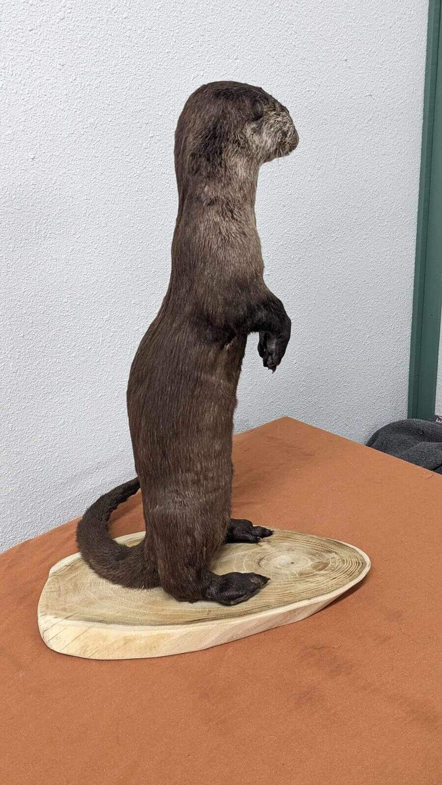 New Full Body Otter Taxidermy Mount