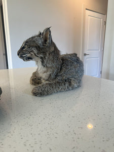 beautiful Juvenile real bobcat taxidermy mount museum quality