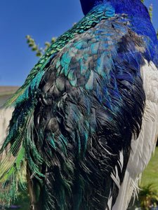 Black Shoulder PEACOCK Taxidermy Mount museum quality