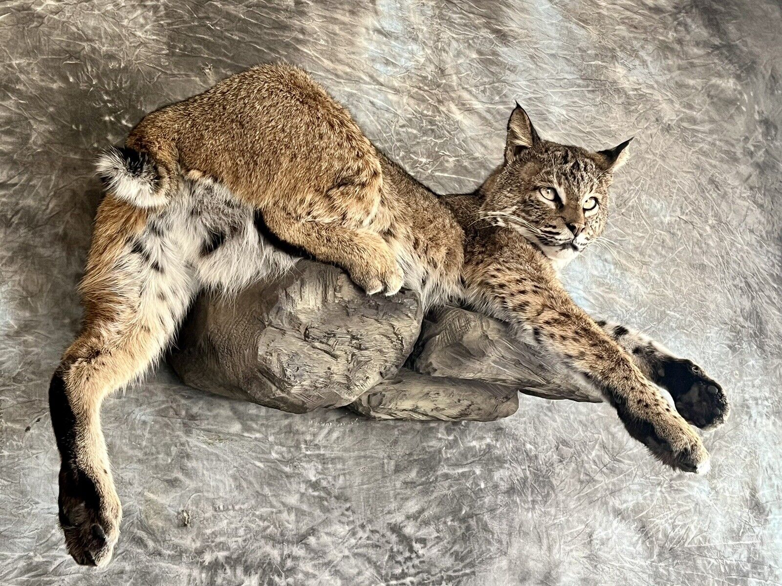 Bobcat Taxidermy Wall Mount Custom Wildlife Fur Hunting Decor Full Body New!