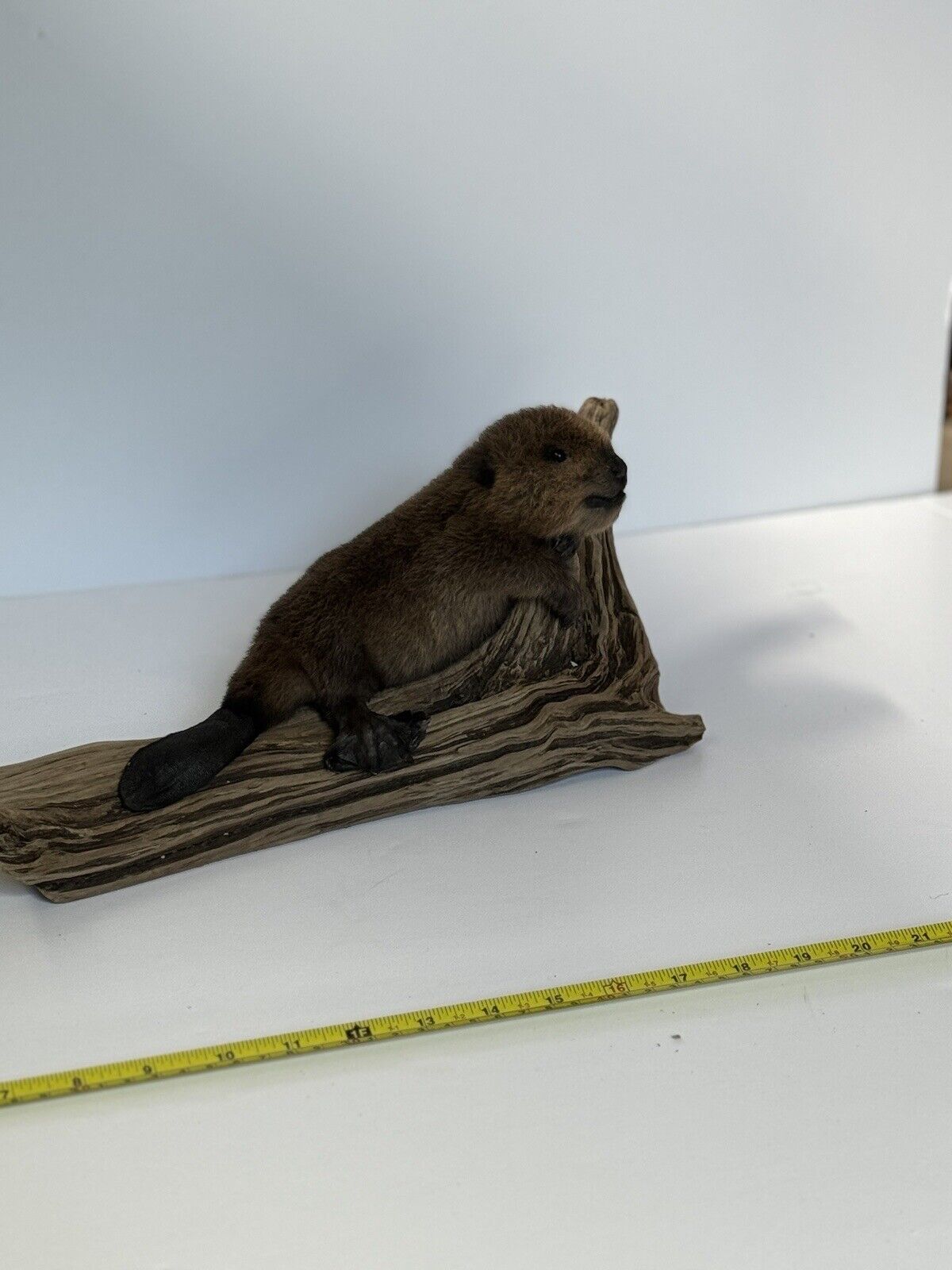 Beautiful Adorable Baby Beaver Kit Taxidermy Mount Art Wildlife #2