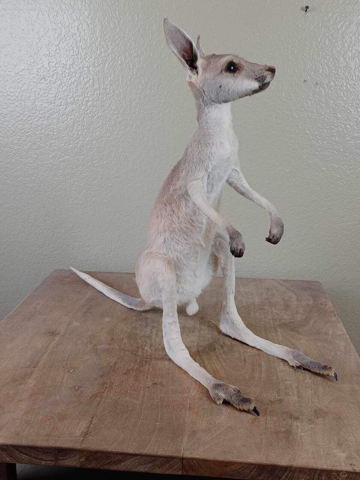 Baby Kangaroo Taxidermy Mount