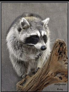 Raccoon Taxidermy Mount Fox Badger Coyote Bobcat Hunting Cabin Wildlife-Artist