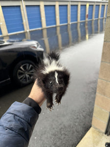 skunk baby taxidermy mount