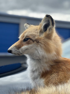 Stunning Real RED FOX Mount Taxidermy Brand New