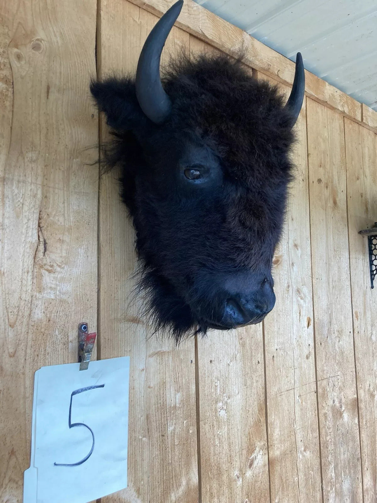 Real Buffalo / Bison Head Taxidermy Mount New Neck Mount (you Get One Pictured)