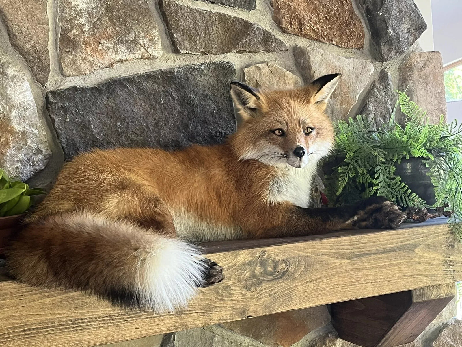 Red Fox Taxidermy Full Body Mount Cabin Camp Man Cave Home Office Den Decor NEW!