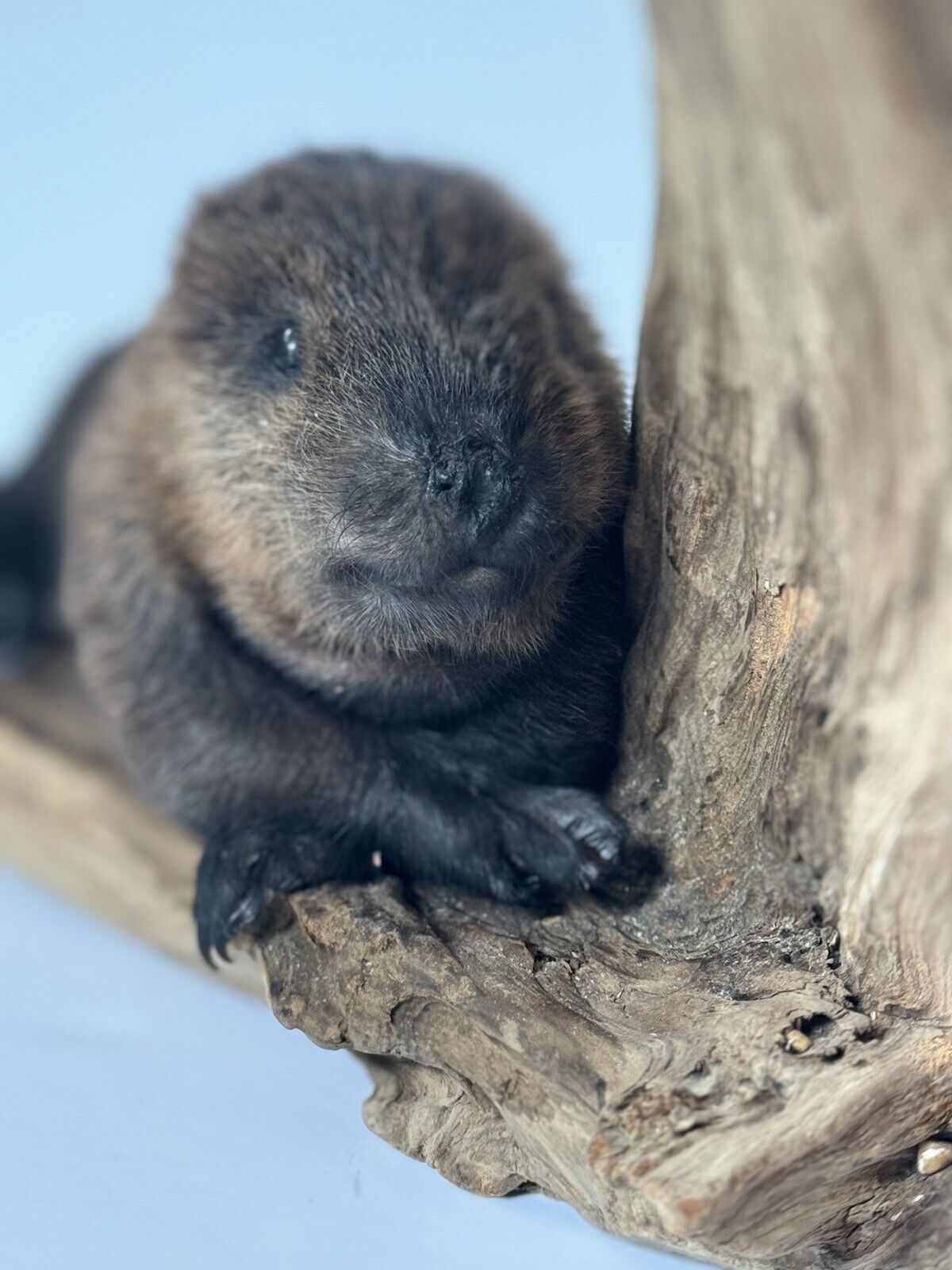 Beautiful Adorable Baby Beaver Kit Taxidermy Mount Art Wildlife #8