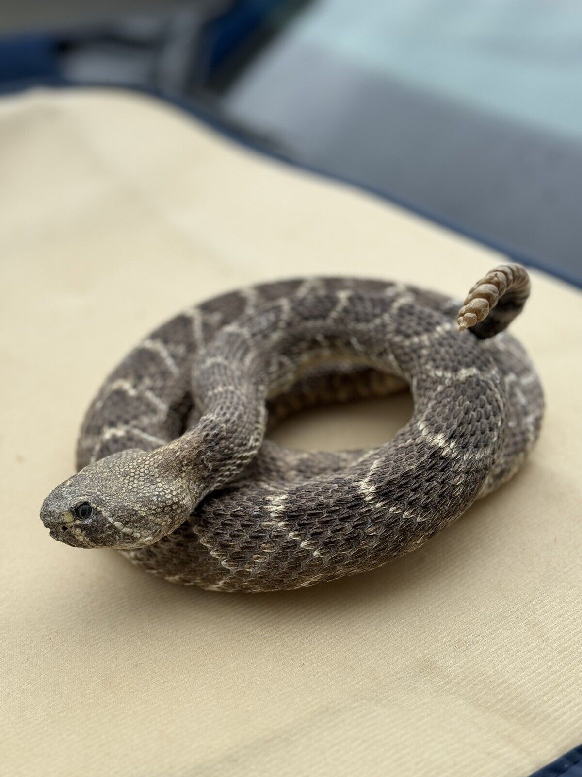 Large Real Rattle Snake Taxidermy Mount