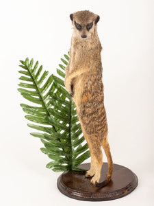 Rare Meerkat / Suricate Real Taxidermy Mount