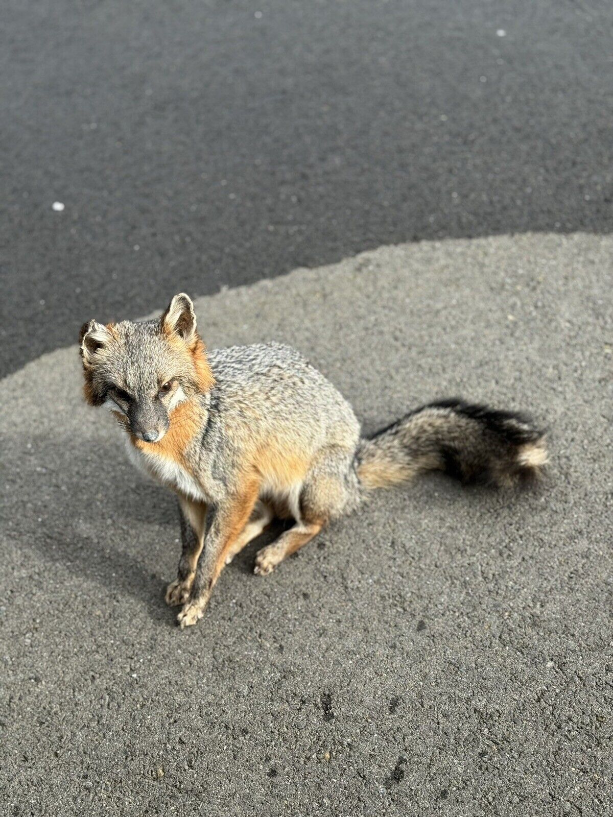 Grey Fox Taxidermy Full Body Mount Prime Fur