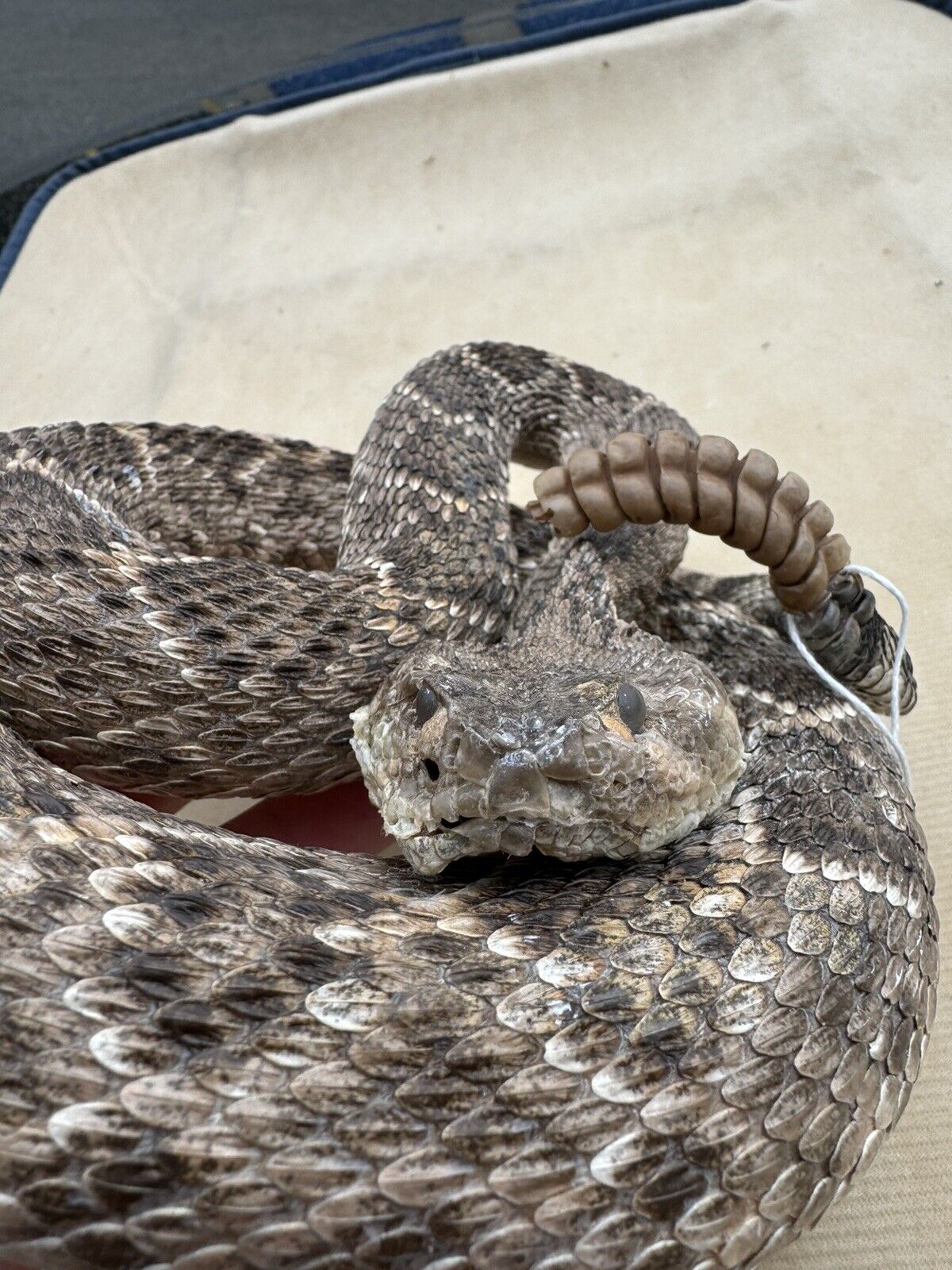 Large Real Rattle Snake Taxidermy Mount