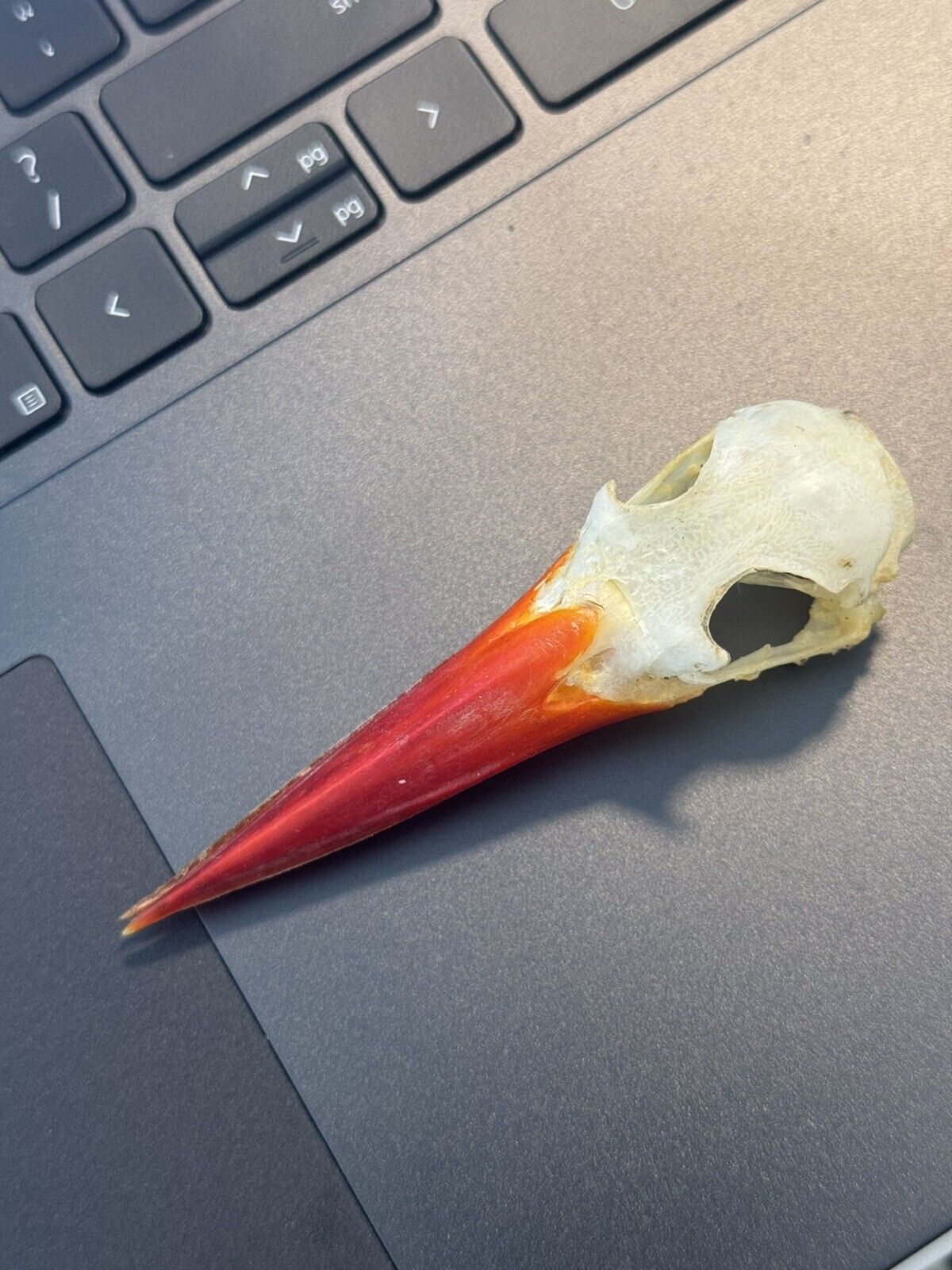 Real Stork-billed Kingfisher (Pelargopsis capensis ) Bird Skull Taxidermy