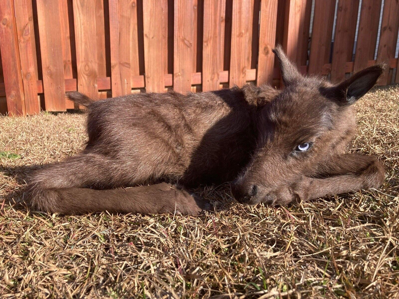 Rare Real Baby Caribou Taxidermy Soft Mount - Posable