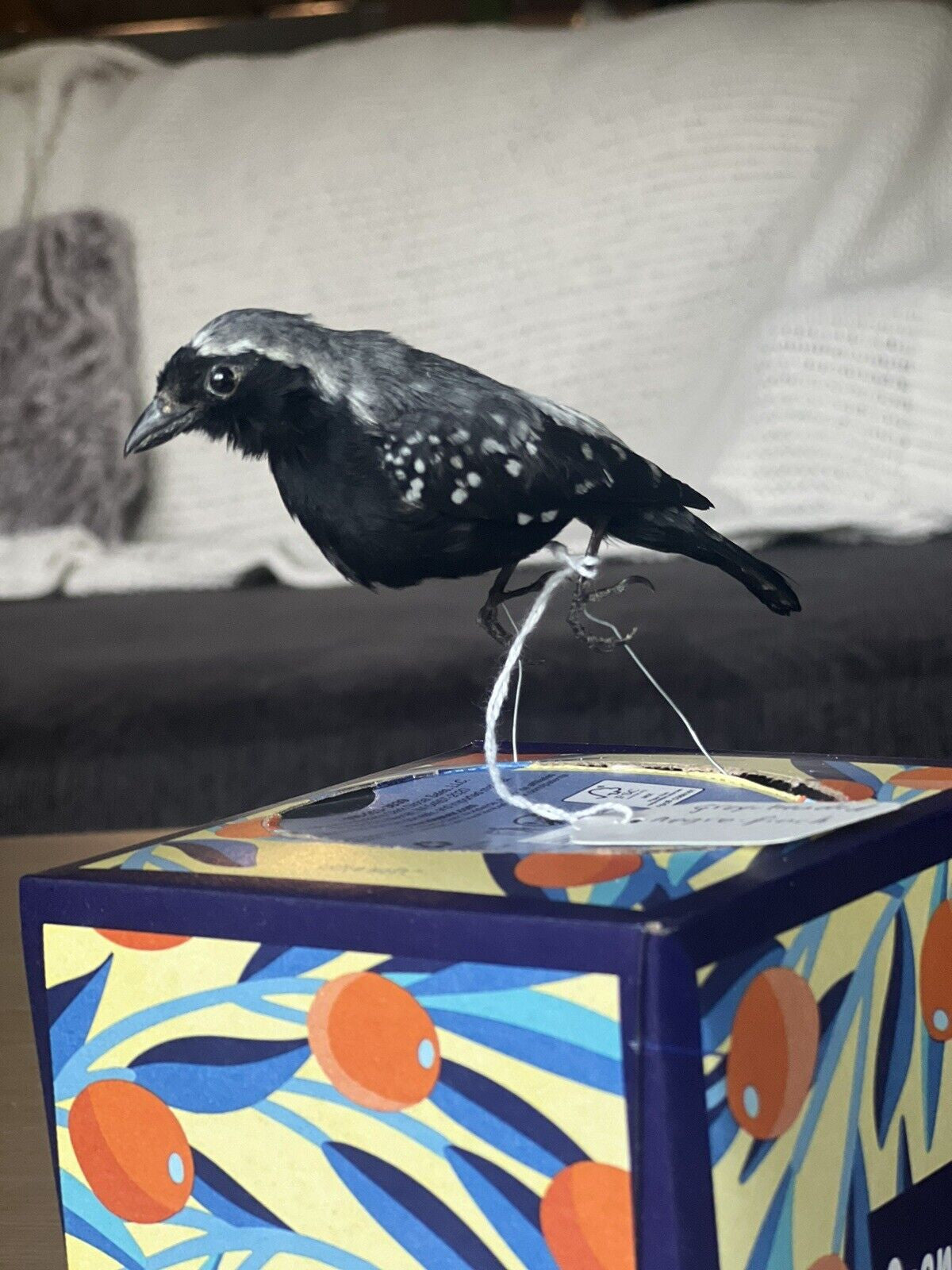 grey-headed nigrita (Nigrita canicapillus) Bird Taxidermy Mount