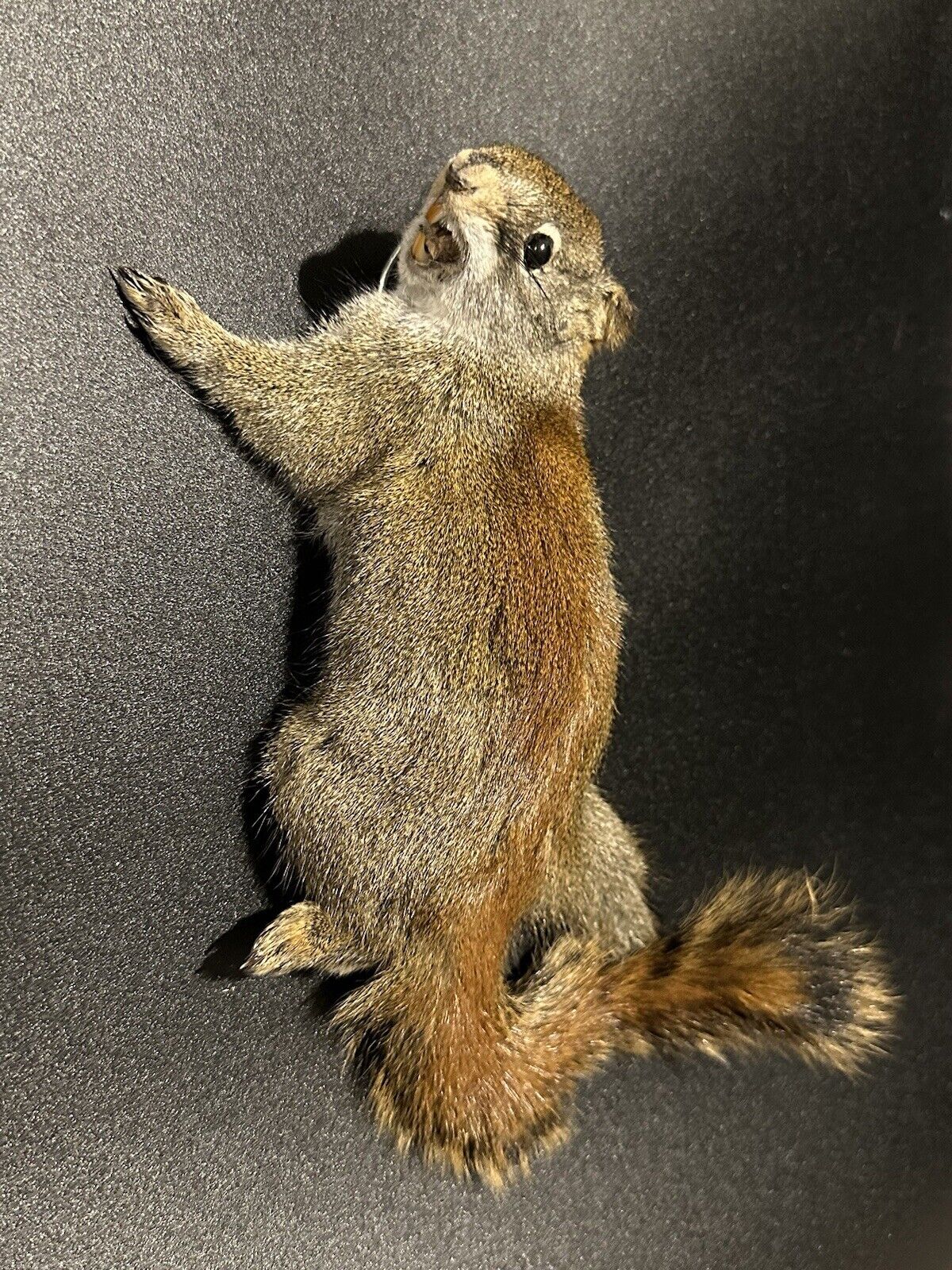 Beautiful Adorable Red Squirrel Small Animal Taxidermy Mount Art Wildlife 33S