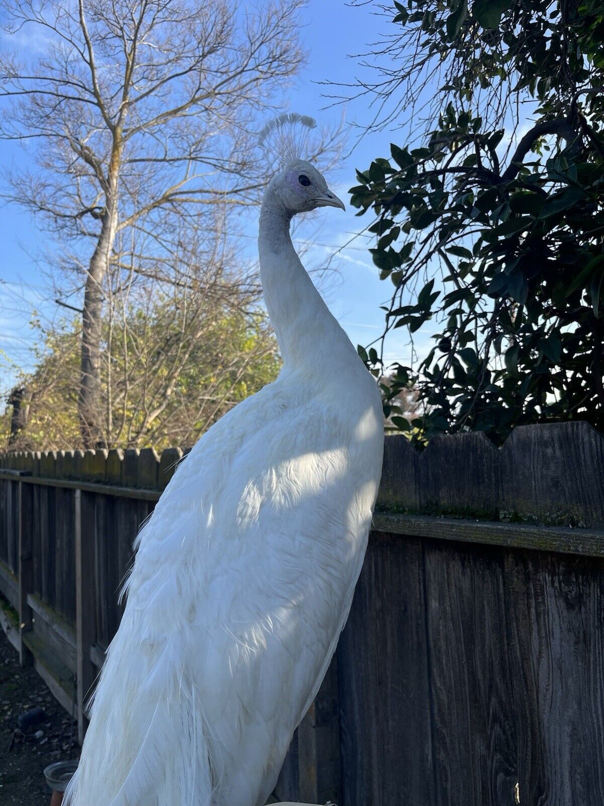 Museum Quality White PEACOCK Taxidermy Mount - Sku JOE232