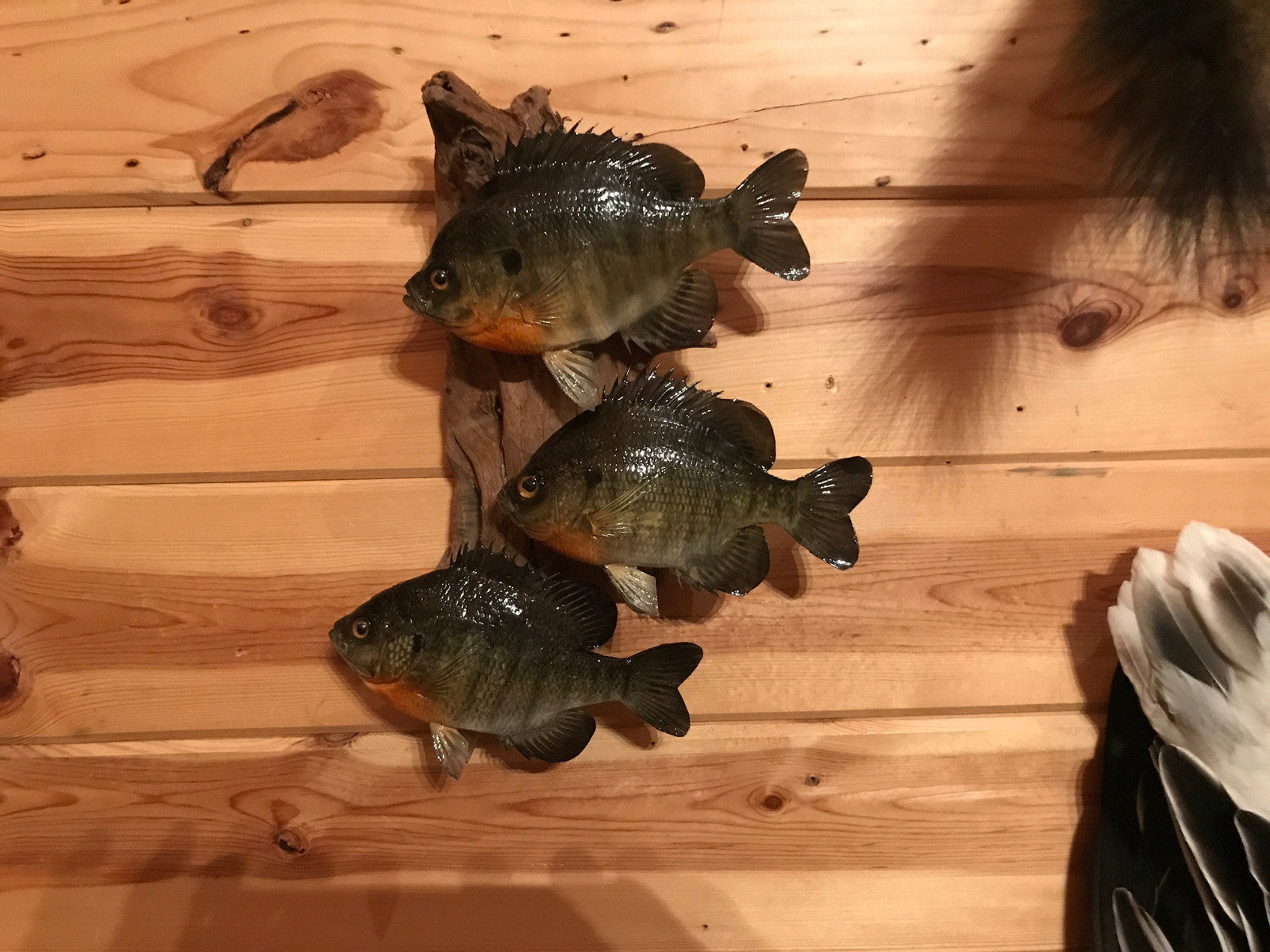 Beautiful Sunfish Bluegill Panfish Small Fish Taxidermy Wall Mount Art Wildlife