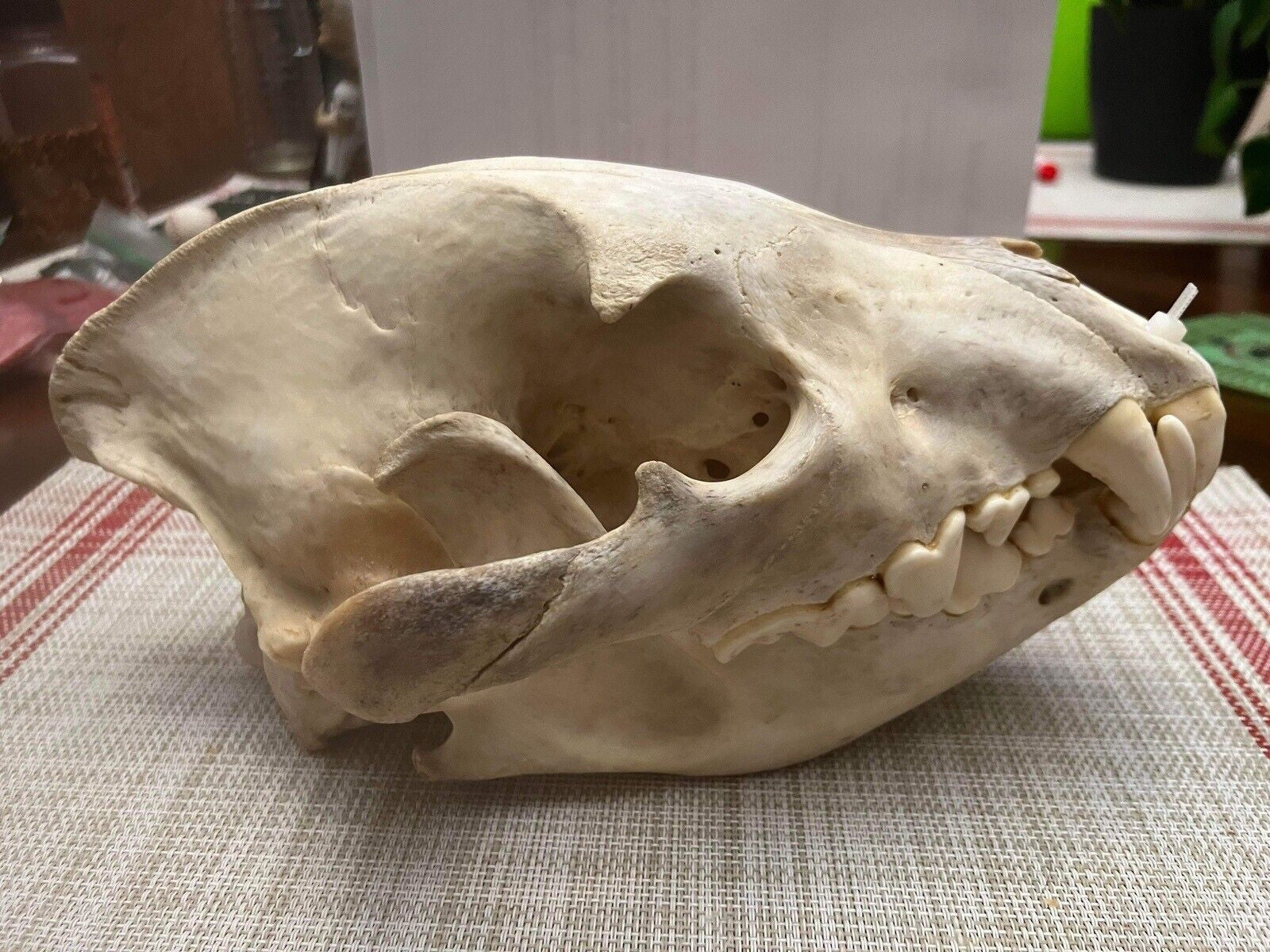 Large East African Spotted Hyena Complete Skull Taxidermy 11” Long