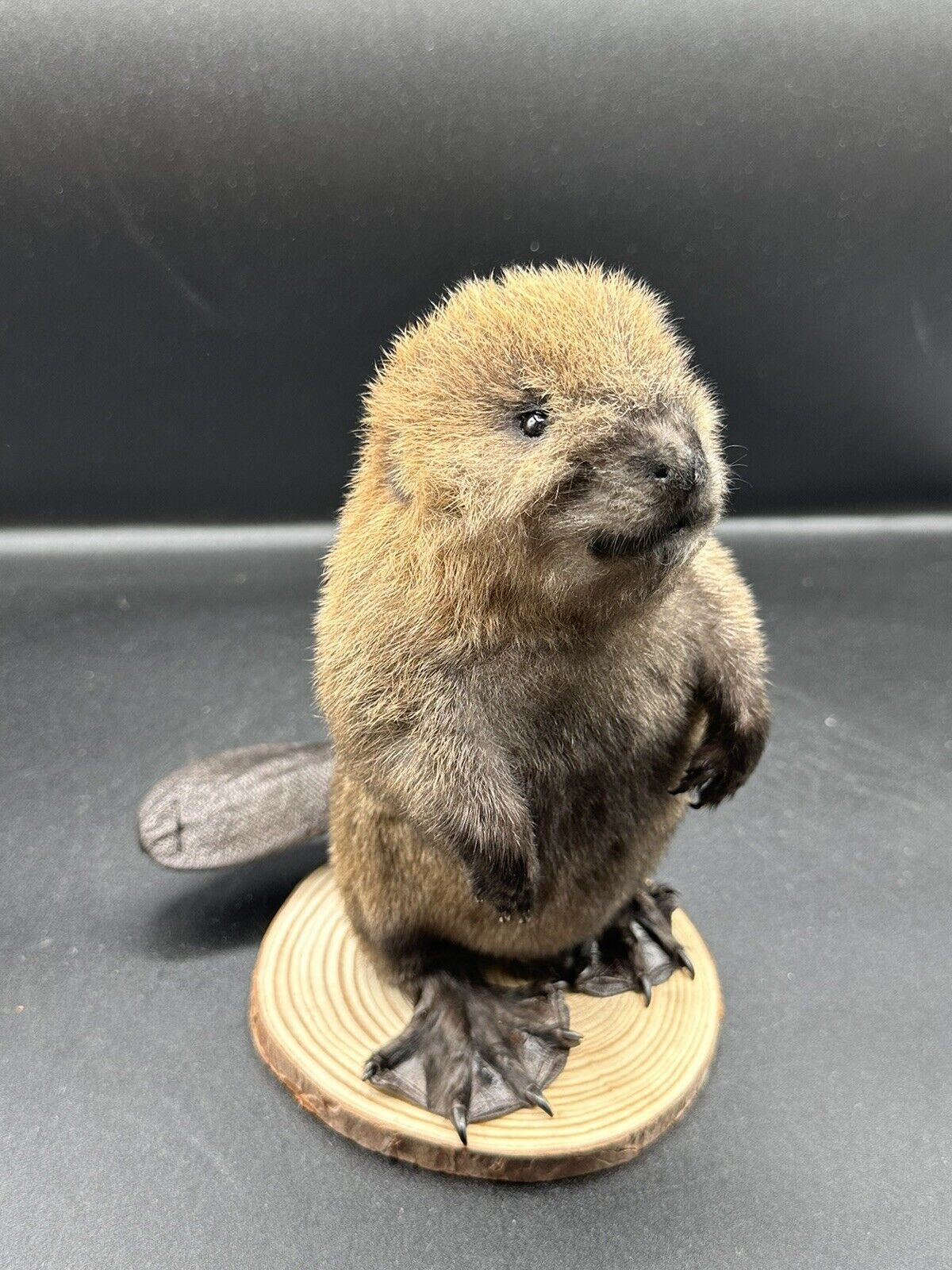 Beautiful Adorable Baby Beaver Kit Taxidermy Mount Art Wildlife 11B