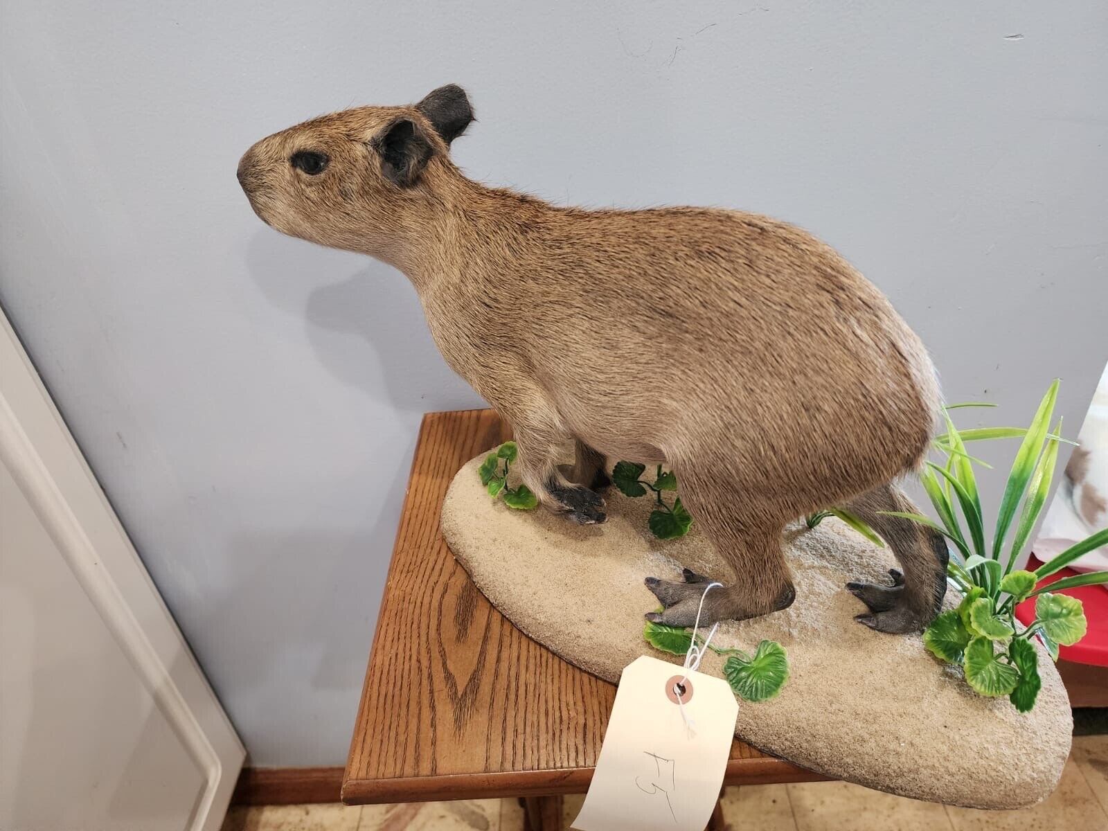 Capybara  Full Body Mount  Taxidermy