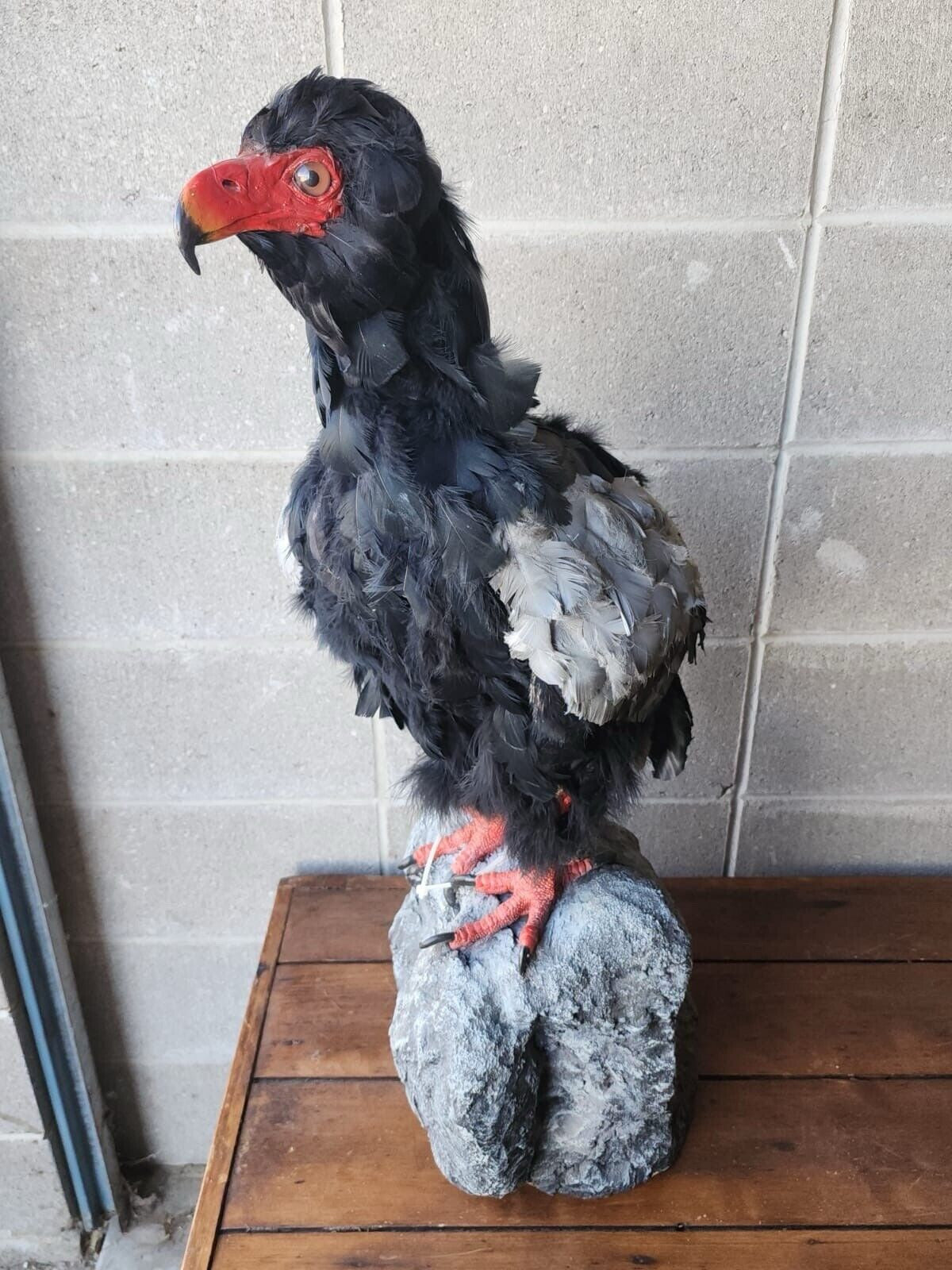 African Bateleur Eagle Reproduction Bird Taxidermy Mount