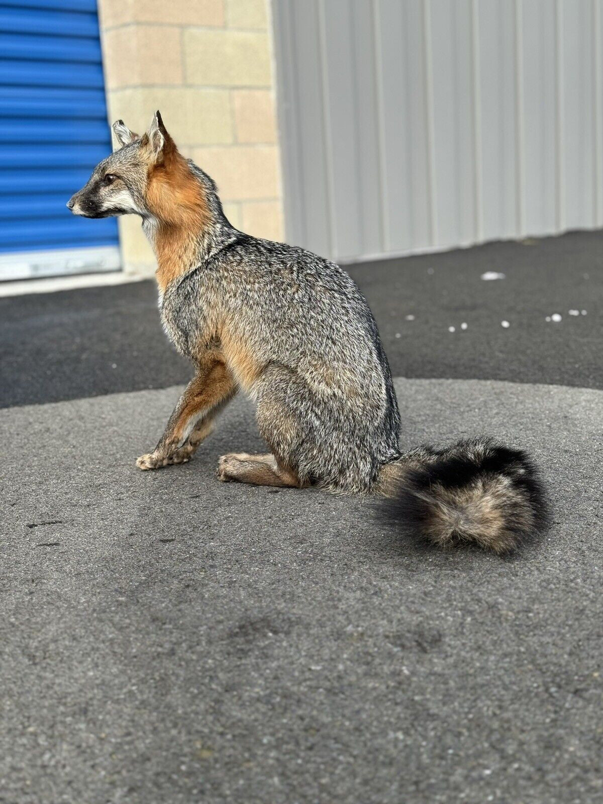 Grey Fox Taxidermy Full Body Mount Prime Fur