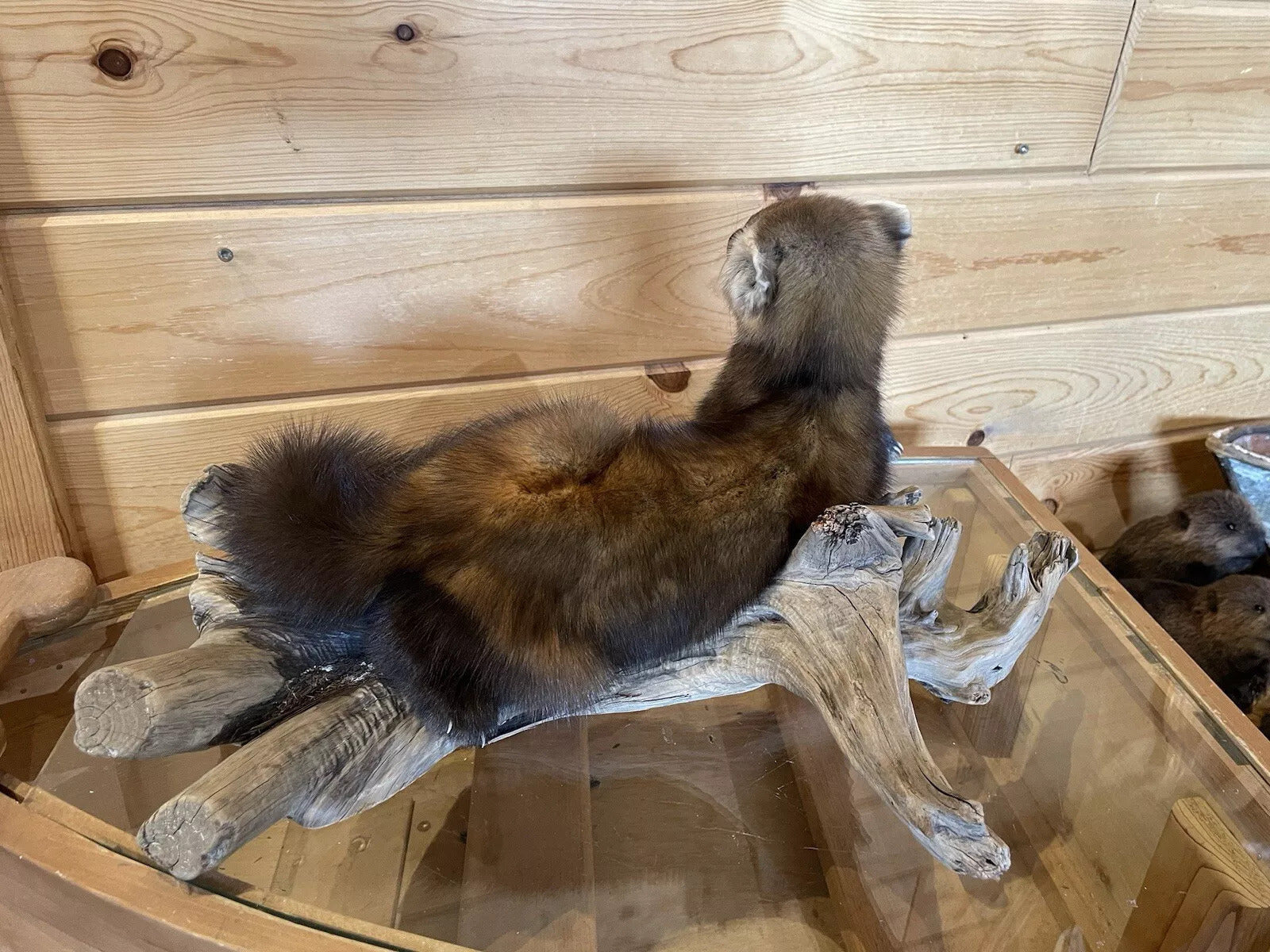 Pine Marten Alaskan Life Size Taxidermy Mount