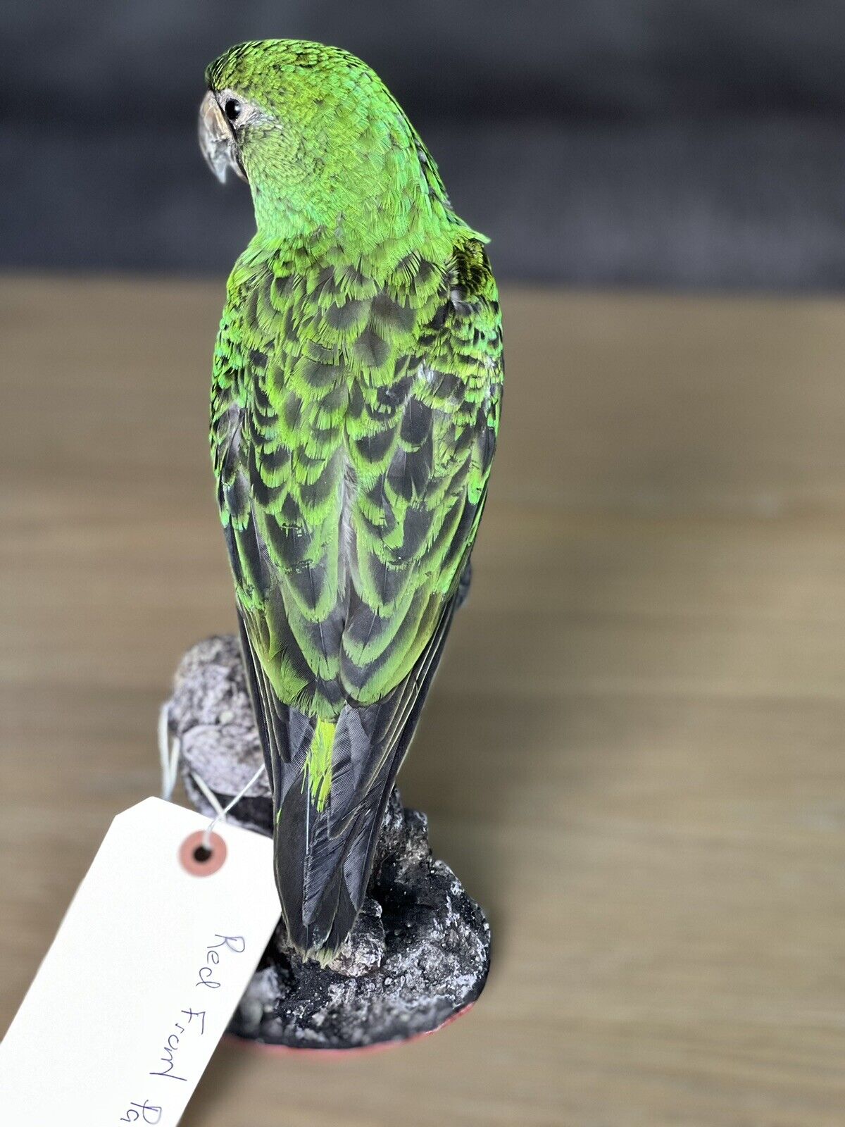 Red fronted parrot Taxidermy Mount Beautiful Colors