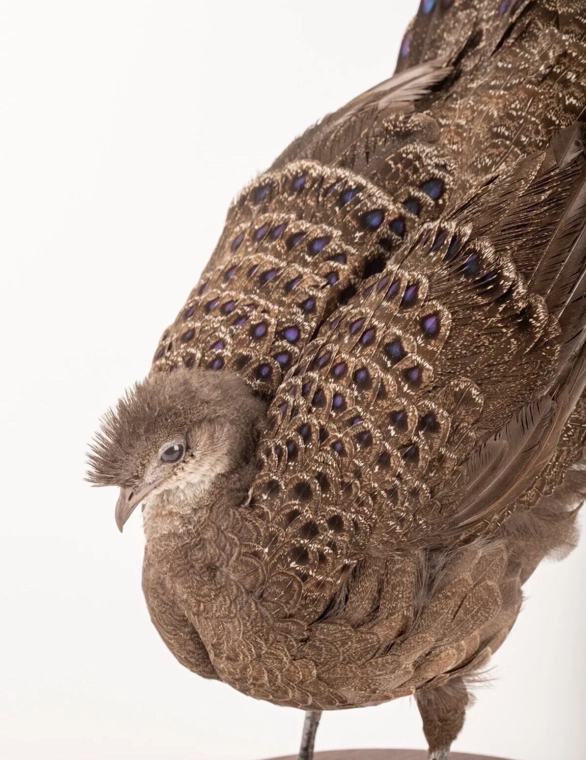 FHBird379 - Grey Peacock-Pheasant Taxidermy Stand Mount