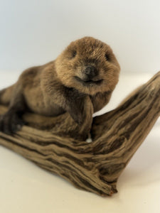 Beautiful Adorable Baby Beaver Kit Taxidermy Mount Art Wildlife #2