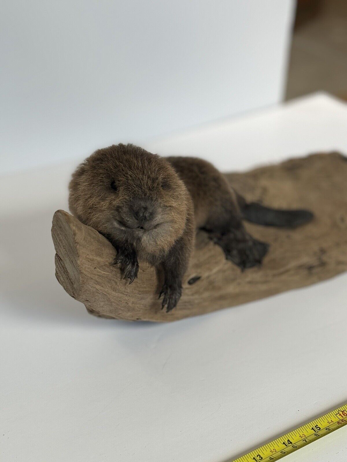 Beautiful Adorable Baby Beaver Kit Taxidermy Mount Art Wildlife #1