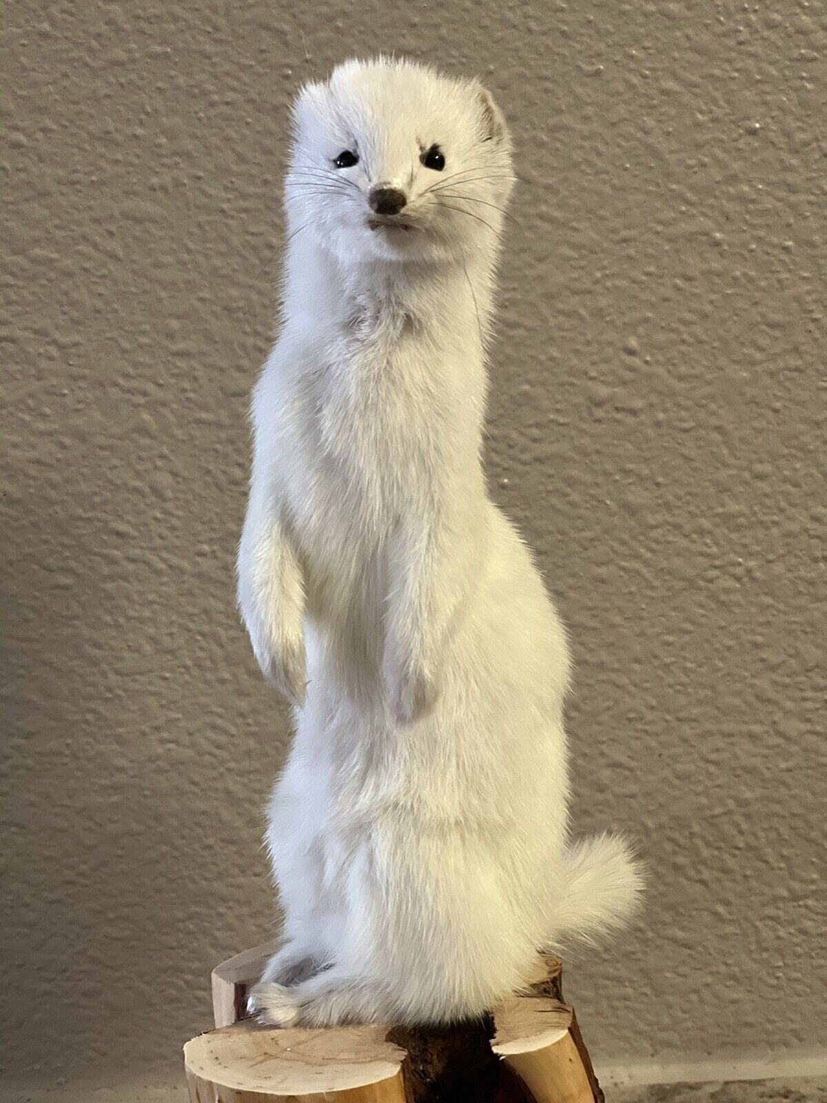 Beautiful Adorable Weasel Ermine Small Animal Taxidermy Mount Art Wildlife