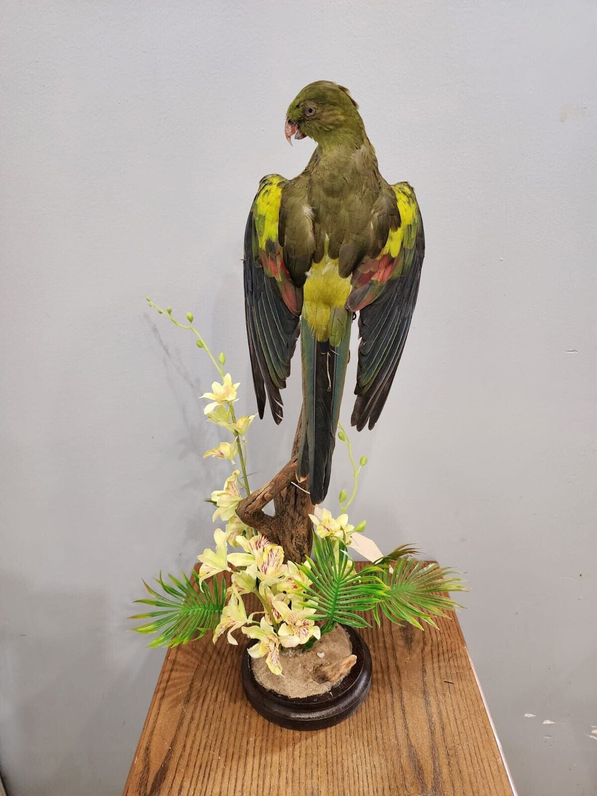 Real Regent Parrot Taxidermy Mount Beautiful Colors