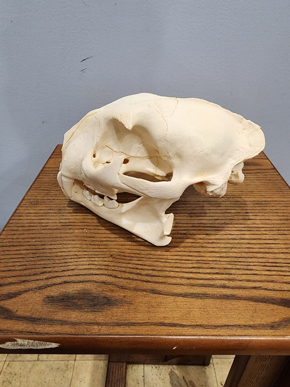 Cougar Skull