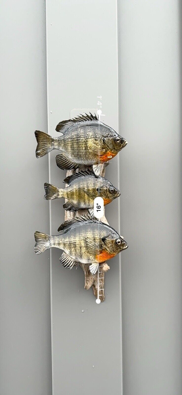 Real Skin Beautiful Sunfish Fish Taxidermy Wall Mount