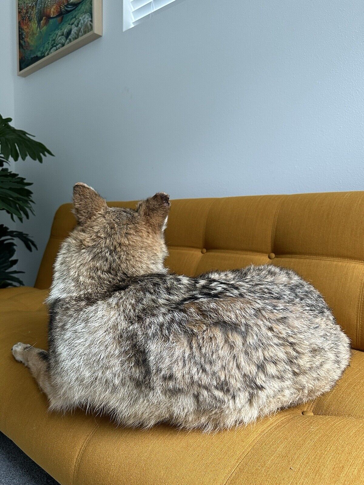 Coyote Taxidermy Custom Full Body Mount Home Camp Wall Decor Hunting Cabin