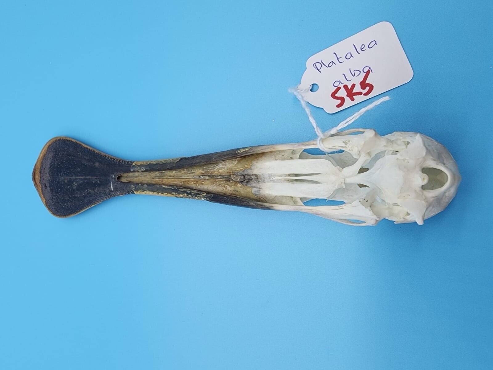 Real African spoonbill Bird Skull Taxidermy Sk5
