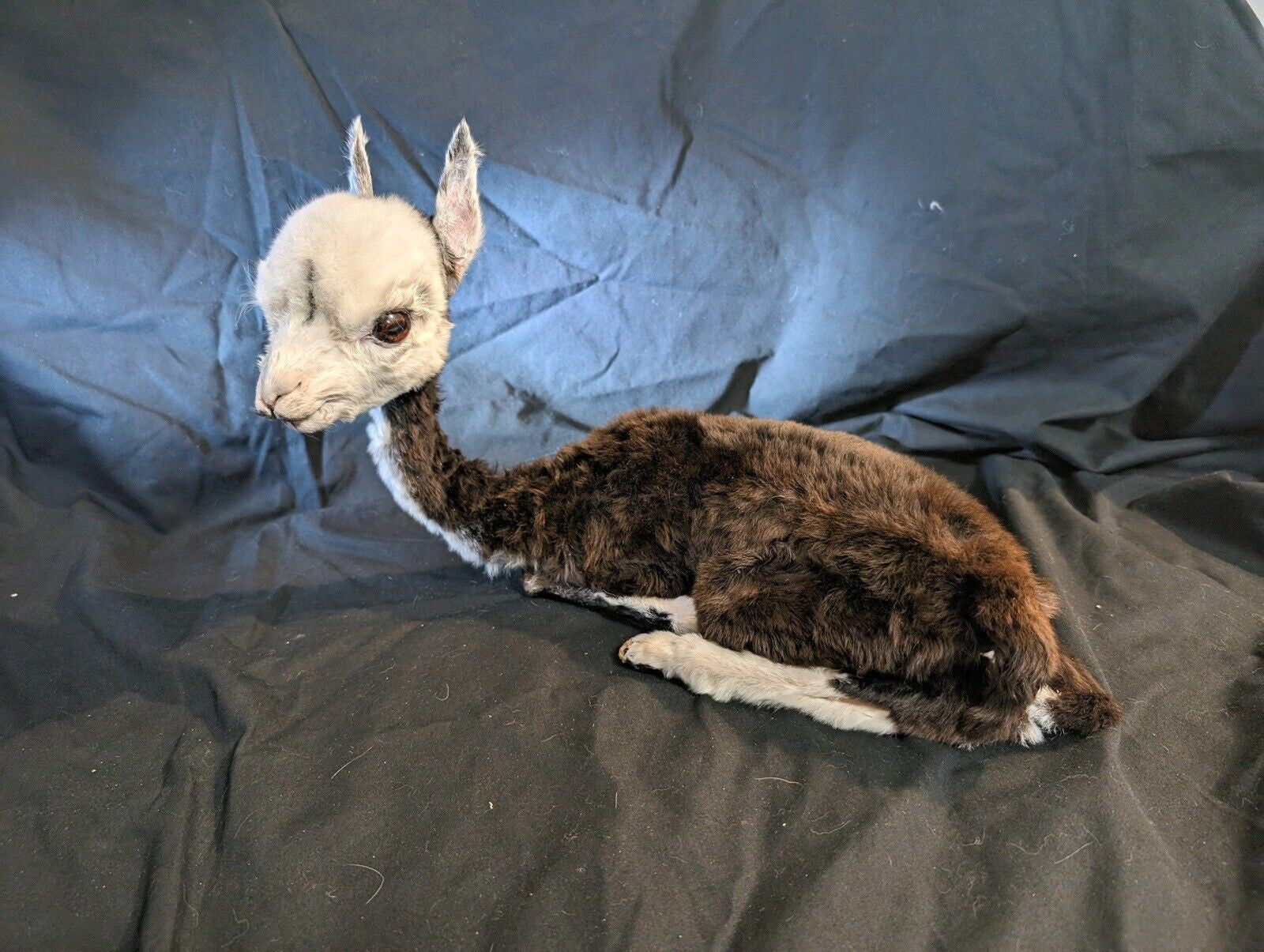 Baby Llama Taxidermy Full Body Mount Lifesize