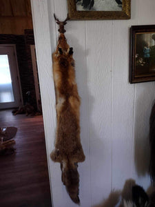 Tanned Fox - Winter Fur Taxidermy Wall Hanger