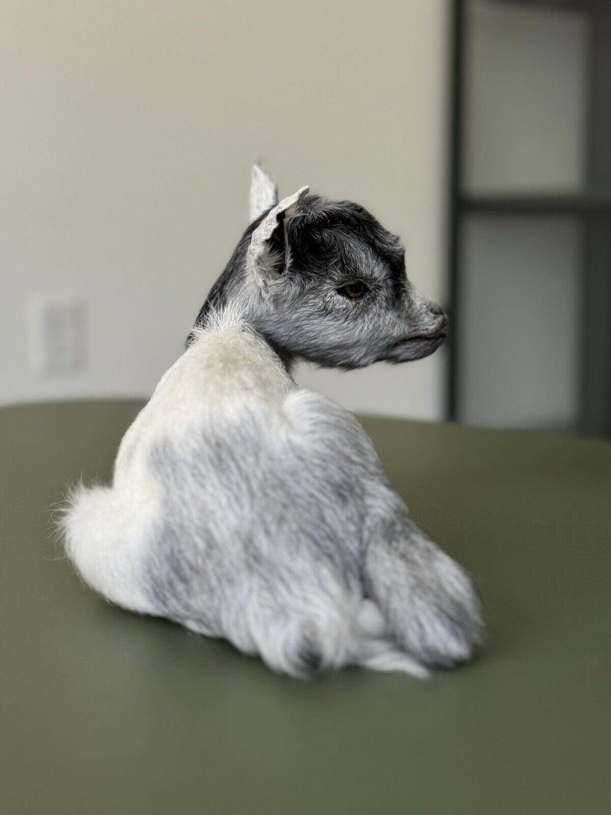 Super Tiny Baby Goat Taxidermy Mount