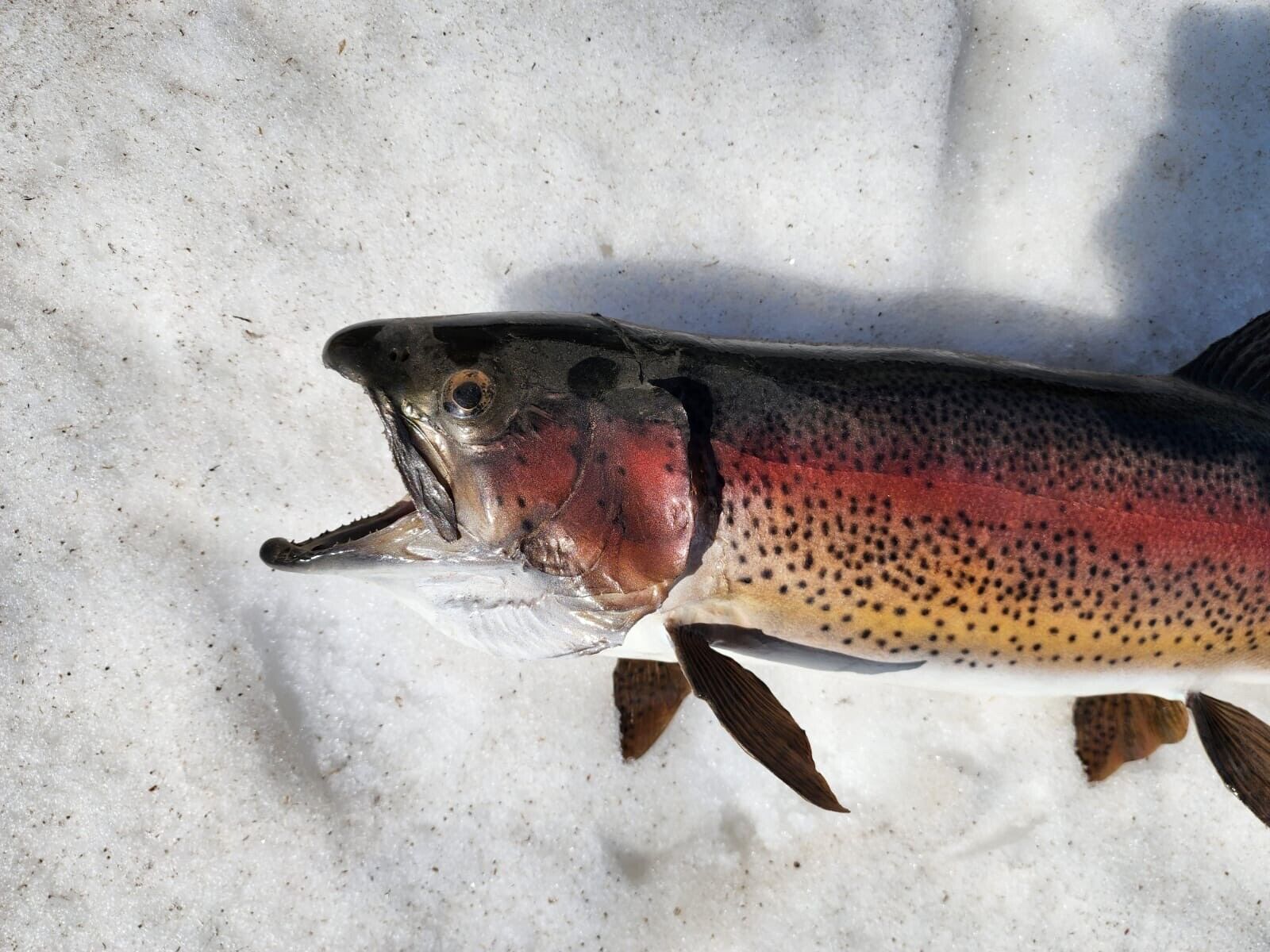 Beautiful Trout Fish Taxidermy Wall Mount Art Wildlife 30’