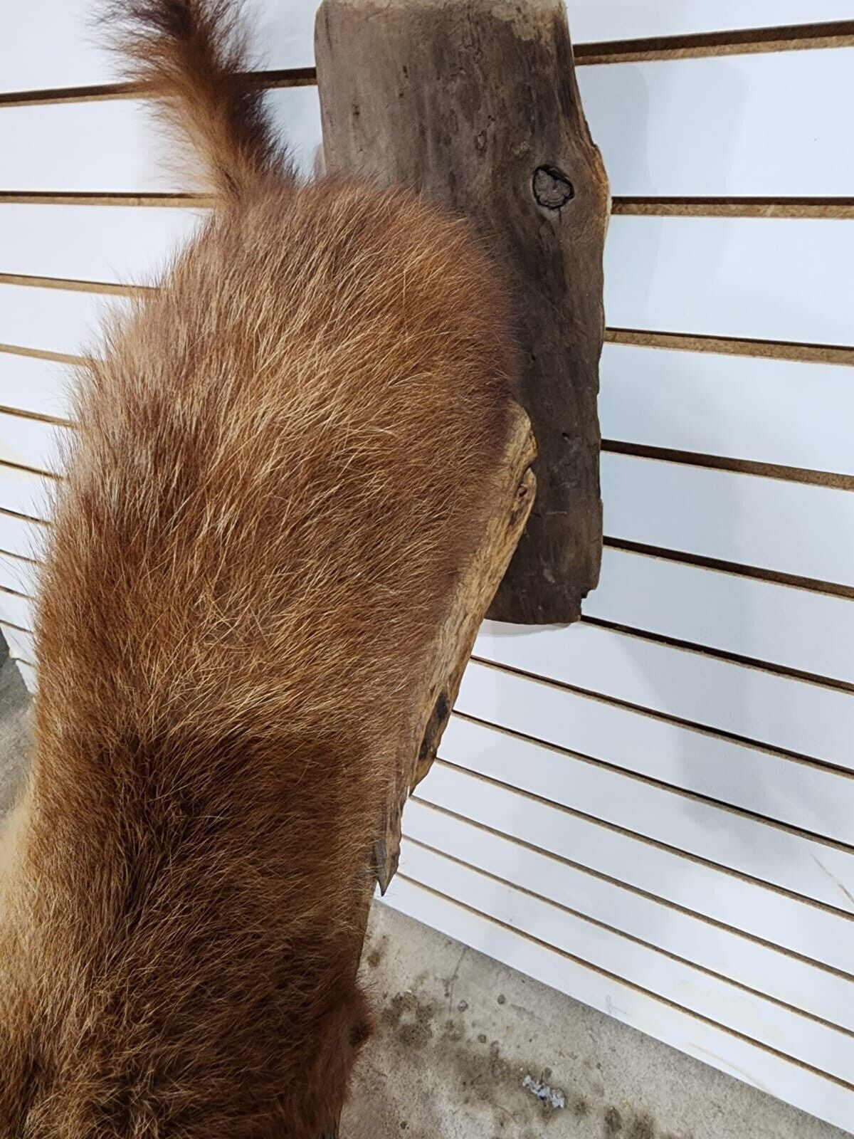 Rare Long Fur Fisher Taxidermy Mount