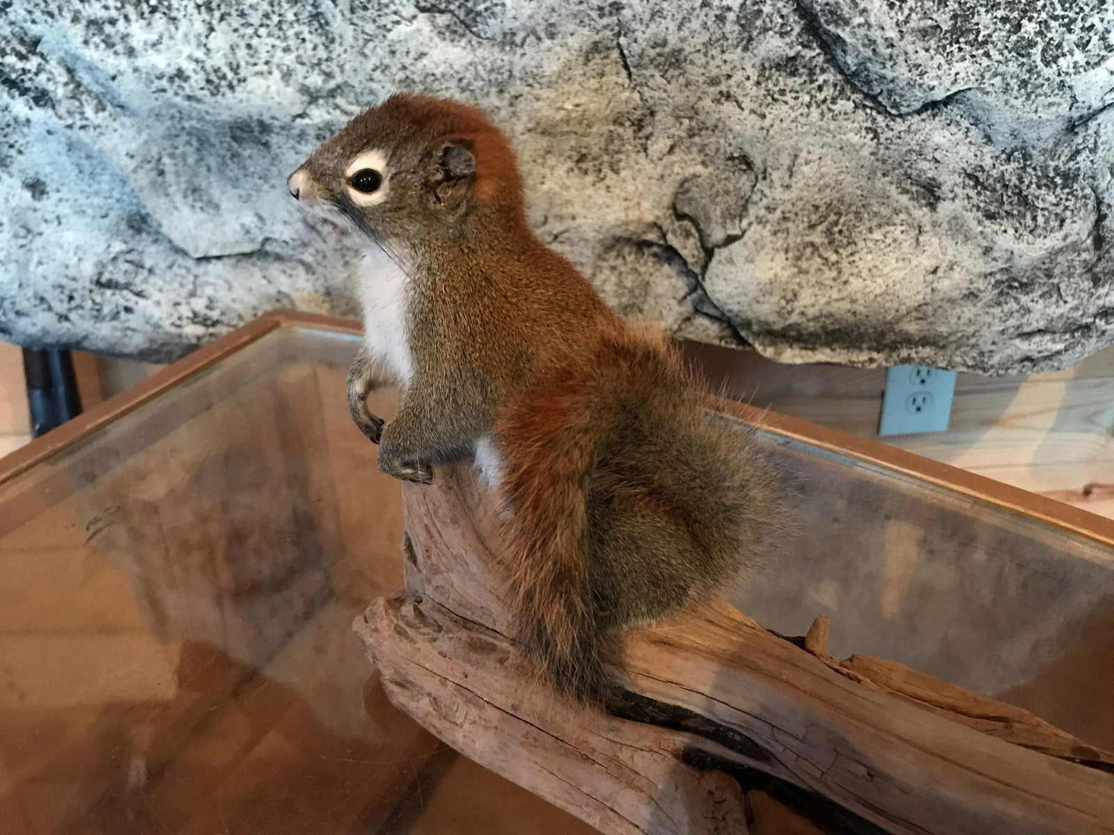 Cute red squirrel taxidermy mount